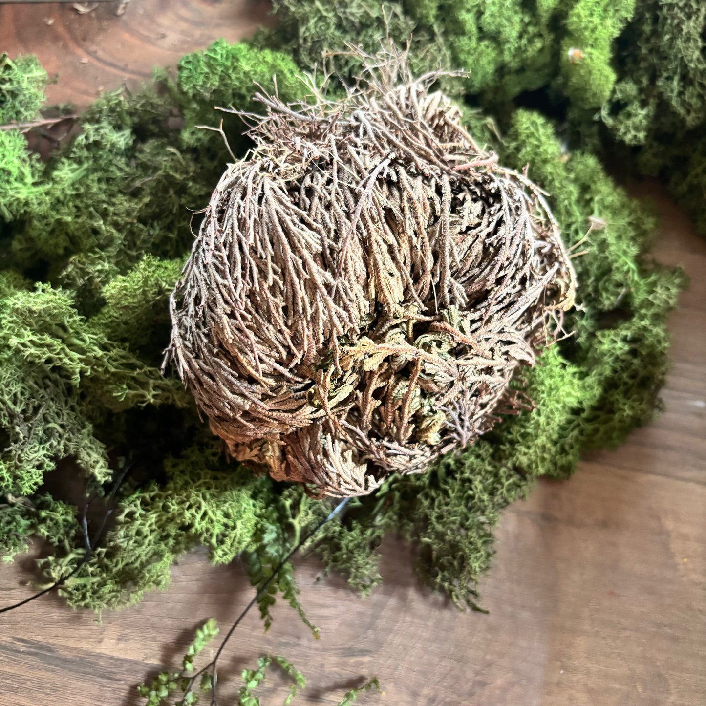 Rose de jericho